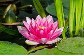 stock photo of dust wrapper  - This is a beautiful water lily background - JPG 