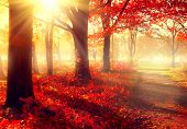 Autumn. Fall scene. Beautiful Autumnal park. Beauty nature scene. Autumn Trees and Leaves, foggy forest in Sunlight Rays 