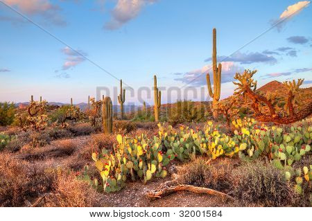 Picture or Photo of Late light illuminates Saguaros in Sonoran Desert.