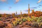 pic of sunset  - Late light illuminates Saguaros in Sonoran Desert - JPG 