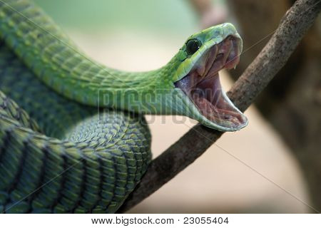 Picture or Photo of Venomous green boomslang snake with mouth open and coiled to strike
** Note: Slight blurriness, best at smaller sizes
