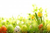 picture of holidays  - Easter eggs hiding in the grass with daffodil - JPG 