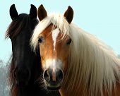stock photo of horse  - portrait of two farm horses resting in the field - JPG 