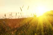 foto of sunset  - field on sunset - JPG 