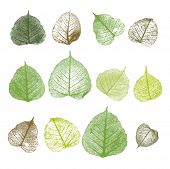 pic of vein  - Vector leafs - JPG 