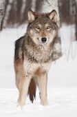 stock photo of animals  - Grey Wolf  - JPG 
