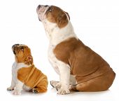 foto of english  - two dogs looking up  - JPG 