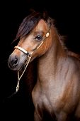 picture of horse  - Bay horse head isolated on black background - JPG 