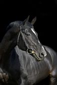 picture of horse  - portrait of beautiful black horse in black background - JPG 