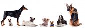 picture of group  - Group of pets standing in front of white background - JPG 