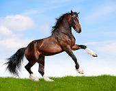 picture of horse  - Big bay horse in field - JPG 