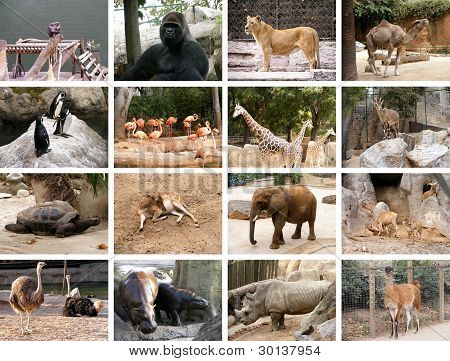 Picture or Photo of Collage of many different wild animals images