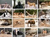 stock photo of animals  - Collage of many different wild animals images - JPG 