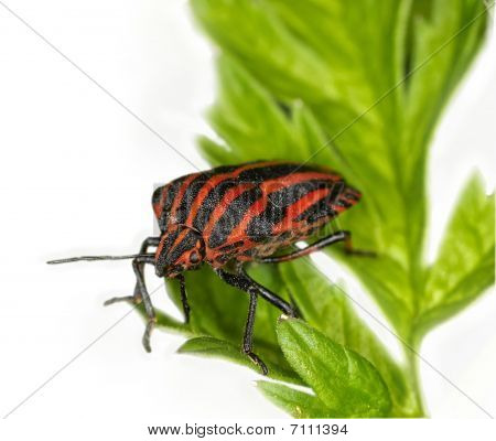 Insects are a class within the arthropods that have a chitinous