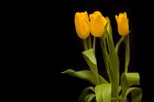Yellow tulips on a dark background