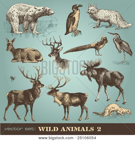 Picture or Photo of Vector set: wild animals (2)