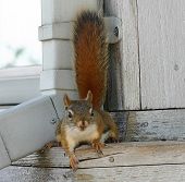 Nutty Squirrel