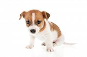 pic of six  - Six weeks old Jack Russel puppy dog isolated over white background - JPG 
