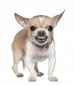 picture of animals  - Angry Chihuahua growling 2 years old in front of white background - JPG 