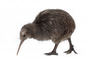 stock photo of animals  - North Island Brown Kiwi - JPG 