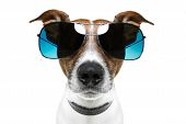 picture of animals  - dog sunglasses funny looking into the  camera - JPG 