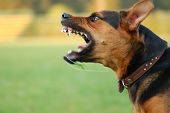 picture of dog  - Angry Dog With Bared Teeth - JPG 