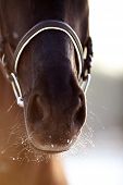 picture of horse  - Nose of a horse - JPG 