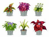 stock photo of six  - Illustration of six different plants on a white background - JPG 
