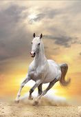foto of equine  - white stallion galloping in dust in a sunset - JPG 