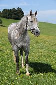 pic of quarter horse  - Grey quarter horse stallion standing in front of beautiful scenery in spring - JPG 