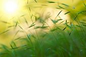 stock photo of blue sky  - Green grass sunset - JPG 