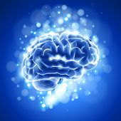 picture of cerebellum  - brain  - JPG 