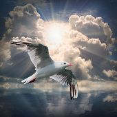 image of nature  - The Seagull flying over a sea against a dramatic sky - JPG 