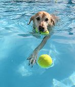 pic of dog  - dog at a pool - JPG 