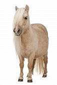 foto of equus caballus  - Palomino Shetland pony Equus caballus 3 years old standing in front of white background - JPG 