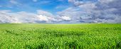 image of blue sky  - spring meadow covered by a green grass - JPG 