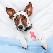 picture of dog  - Sick Dog With Bandages Lying On Bed - JPG 