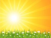 foto of summer  - Summer scene with sunny sky with grass and daisies - JPG 