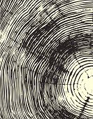 picture of section  - Wood cross section background - JPG 