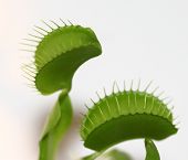 Venus Fly Trap