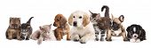 image of dog  - puppy and kitten  - JPG 