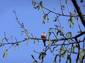 picture of blue sky  - Fat finch sits on the branch spring shot - JPG 