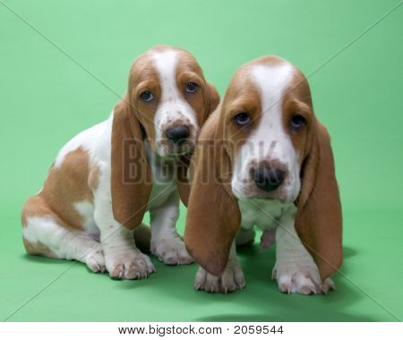 lemon basset hound puppies picture or photo of two lemon and white basset hound puppies note slight blurriness lemon basset hound puppies picture or photo of two lemon and white basset hound puppies note slight blurriness