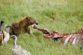 stock photo of watch  - A hyena tearing the leg off a buffalo carcass watched by vultures - JPG 