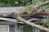 pic of house  - House roof crushed by a white oak tree during a storm - JPG 