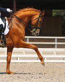 stock photo of equine  - Dressage - JPG 