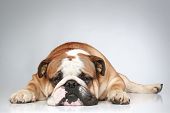 stock photo of english  - Sad English bulldog lying on grey background - JPG 