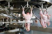 stock photo of dead-line  - Continuous conveyor of meat of chickens - JPG 