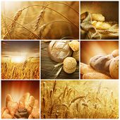stock photo of food  - Wheat - JPG 