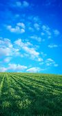 picture of blue sky  - wheat field over beatiful blue sky during spring - JPG 